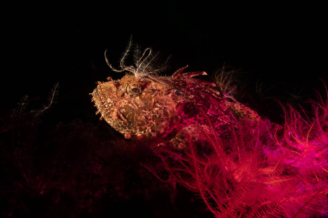 Adaların su altı dünyası Taş Mektep’te sanatseverlerle buluştu 1